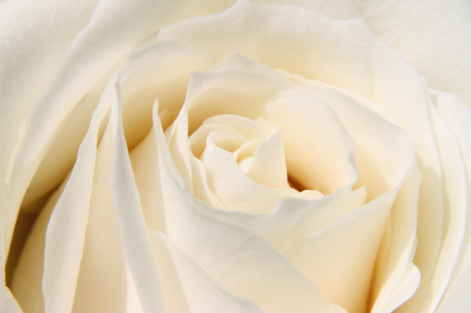 淡雅唯美粉红色花朵白色玫瑰背景图片