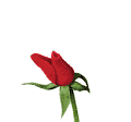 516667619.gif
